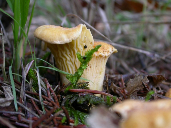 Jeune chanterelle commune